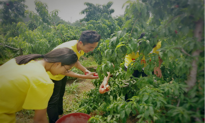1498441952115781.jpg 新青年下乡服务队的同学们正在帮助村民采摘桃子_meitu_4.jpg